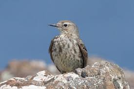 Image result for Anthus petrosus