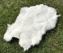 Image result for white rabbit skin texture