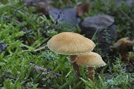 Attēlu rezultāti vaicājumam “Cystoderma amianthinum”