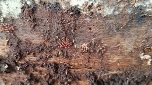 Attēlu rezultāti vaicājumam “Hemitrichia calyculata stalked”