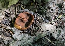 Attēlu rezultāti vaicājumam “Peziza badia”