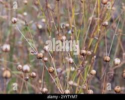 Attēlu rezultāti vaicājumam “Linum usitatissimum bud”