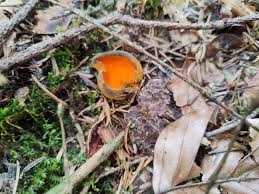 Attēlu rezultāti vaicājumam “Caloscypha fulgens”