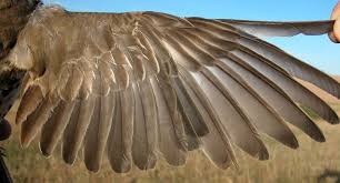 Attēlu rezultāti vaicājumam “Turdus viscivorus adult”