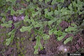 Attēlu rezultāti vaicājumam “Conocephalum”