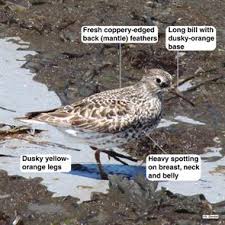 Attēlu rezultāti vaicājumam “Calidris maritima adult”