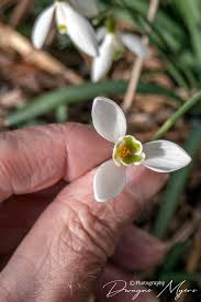 Attēlu rezultāti vaicājumam “Galanthus nivalis bud”