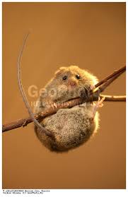 Attēlu rezultāti vaicājumam “Sicista betulina”