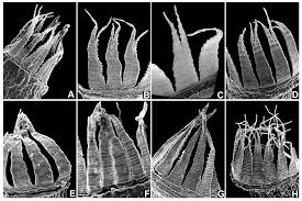 Attēlu rezultāti vaicājumam “Dicranella staphylina macro”