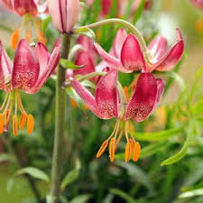 Image result for Lilium martagon `Chameleon`