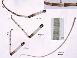 Attēlu rezultāti vaicājumam “Siphlonurus male”