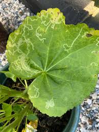 Attēlu rezultāti vaicājumam “Alcea rosea leaf”