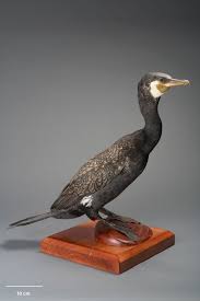 Image result for Phalacrocorax carbo