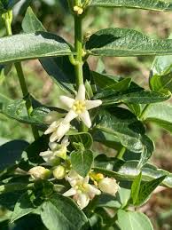 Attēlu rezultāti vaicājumam “Vincetoxicum hirundinaria fruit”