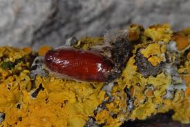 Attēlu rezultāti vaicājumam “Eilema sororcula”