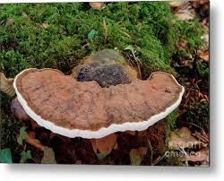 Attēlu rezultāti vaicājumam “Ganoderma applanatum”