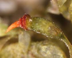 Attēlu rezultāti vaicājumam “Fissidens bryoides sporophyte”