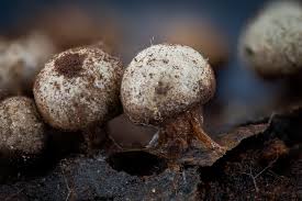 Attēlu rezultāti vaicājumam “Diderma ochraceum macro”