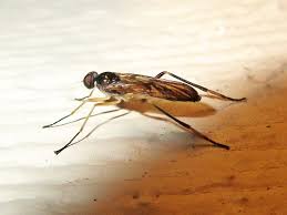 Attēlu rezultāti vaicājumam “Xylophagidae”