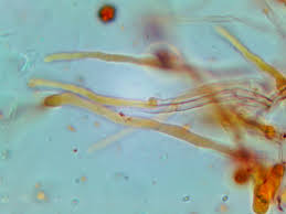 Attēlu rezultāti vaicājumam “Flaviporus citrinellus”