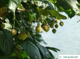 Attēlu rezultāti vaicājumam “Tilia platyphyllos Laciniata fruit”