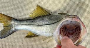 Image result for Centropomus undecimalis