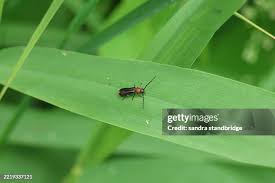 Attēlu rezultāti vaicājumam “Oedemera croceicollis”