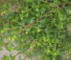 Attēlu rezultāti vaicājumam “Enteridium liceoides sessile”