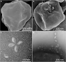 Attēlu rezultāti vaicājumam “Diderma subviridifuscum var. macrospora* sessile”
