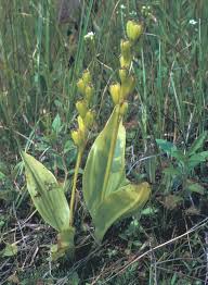 Attēlu rezultāti vaicājumam “Liparis loeselii flower”
