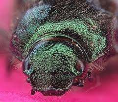 Attēlu rezultāti vaicājumam “Anomala dubia”