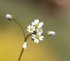 Attēlu rezultāti vaicājumam “Erophila verna flower”