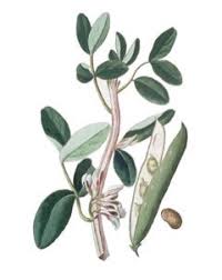 Attēlu rezultāti vaicājumam “Vicia faba leaf”
