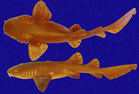 Image result for Ginglymostoma unami