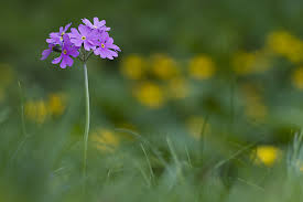 Attēlu rezultāti vaicājumam “Primula farinosa fruit”