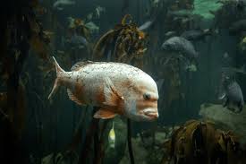 Image result for Chrysoblephus cristiceps