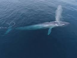 Image result for Balaenoptera musculus