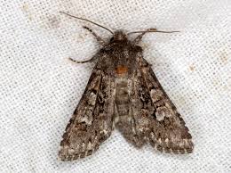 Attēlu rezultāti vaicājumam “Papestra biren”