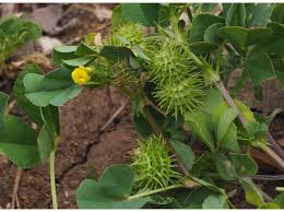 Attēlu rezultāti vaicājumam “Medicago”