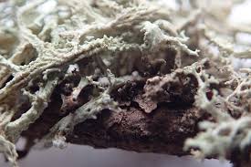 Attēlu rezultāti vaicājumam “Evernia mesomorpha”