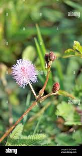 Image result for pohon semalu images