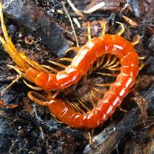 Attēlu rezultāti vaicājumam “Myriapoda”