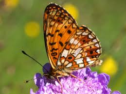 Attēlu rezultāti vaicājumam “Clossiana selene upperside”