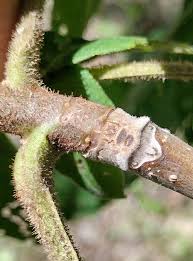 Attēlu rezultāti vaicājumam “Juglans cinerea leaf”