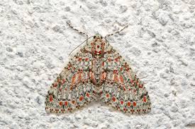 Attēlu rezultāti vaicājumam “Zanclognatha tarsipennalis”