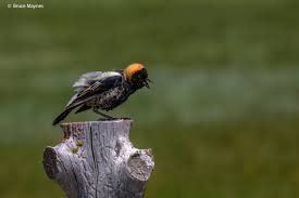 Image result for Dolichonyx oryzivorus