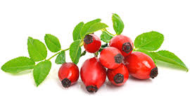 Attēlu rezultāti vaicājumam “Rosa subcanina fruit”