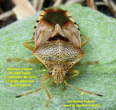 Attēlu rezultāti vaicājumam “Elasmucha grisea imago”