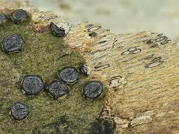 Attēlu rezultāti vaicājumam “Diatrype disciformis”