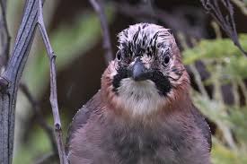 Attēlu rezultāti vaicājumam “Garrulus glandarius adult”